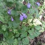 Glechoma hederacea fruit picture by claire despeyrieres (cc-by-sa)