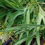 Iris domestica leaf picture by Mary Pierce (cc-by-sa)