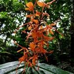 Hedychium coccineum flower picture by Ural Kafle (cc-by-sa)