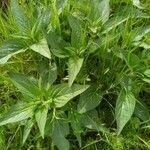 Phlomis herba-venti leaf picture by Descalzo Rosy (cc-by-sa)