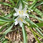 Leucocrinum montanum flower picture by Jeremy McClung (cc-by-sa)