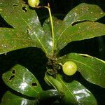 Meliosma idiopoda fruit picture by Nelson Zamora Villalobos (cc-by-nc)