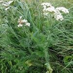 Achillea millefolium habit picture by Michel Cosme (cc-by-sa)