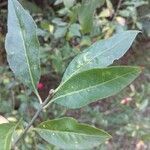 Euonymus europaeus leaf picture by Jean Gauberti (cc-by-sa)