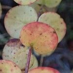 Hypericum nummularium fruit picture by Yoan MARTIN (cc-by-sa)