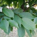 Carpinus caroliniana leaf picture by Ram Chandra Ram Chandra Nepal (cc-by-sa)