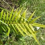 Pteris vittata leaf picture by BMC ✌ (cc-by-sa)