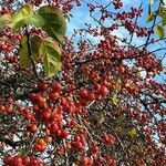 Malus sylvestris habit picture by Bernard Morice (cc-by-sa)