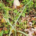 Fritillaria involucrata habit picture by Clara Wagner (cc-by-sa)