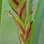 Carex ferruginea habit picture by Yoan MARTIN (cc-by-sa)