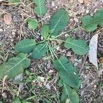 Rumex pulcher habit picture by xavier (cc-by-sa)