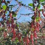 Ribes speciosum flower picture by Shmalex Alex (cc-by-sa)