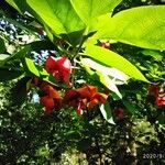 Euonymus latifolius flower picture by Mariana Lafranconi (cc-by-sa)