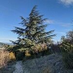 Cedrus atlantica habit picture by Denis Bastianelli (cc-by-sa)