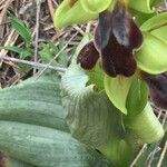 Ophrys fusca leaf picture by Xavier Estellés Herrero (cc-by-sa)