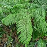 Dennstaedtia cicutaria leaf picture by Souza Gabriel (cc-by-sa)