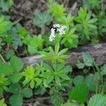 Galium odoratum habit picture by gilles collin (cc-by-sa)