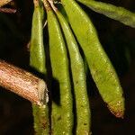 Lennea viridiflora fruit picture by Nelson Zamora Villalobos (cc-by-nc)