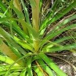 Eryngium horridum leaf picture by Trap Hers (cc-by-sa)