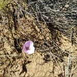 Calochortus splendens flower picture by Liz Pucket (cc-by-sa)