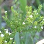 Phylica ericoides habit picture by Maarten Vanhove (cc-by-sa)