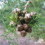 Widdringtonia nodiflora fruit picture by Daniel Barthelemy (cc-by-nc)