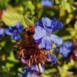 Ceratostigma plumbaginoides flower picture by tiliolus (cc-by-sa)