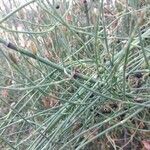 Equisetum ramosissimum habit picture by Manuel Nieto (cc-by-sa)