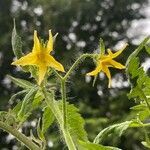 Solanum lycopersicum flower picture by martin quiroz (cc-by-sa)