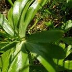 Helleborus viridis leaf picture by Frank-Thomas Hellwig (cc-by-sa)