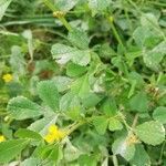 Medicago truncatula flower picture by Levante Danielo (cc-by-sa)