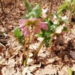 Helleborus orientalis flower picture by Jan Uhmann (cc-by-sa)