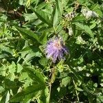 Passiflora incarnata flower picture by David Cravens (cc-by-sa)