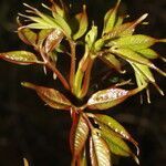 Bursera simaruba leaf picture by Nelson Zamora Villalobos (cc-by-nc)