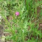 Carduus pycnocephalus habit picture by Boumlik Messaïli (cc-by-sa)