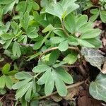 Corydalis intermedia leaf picture by Sandor Samu (cc-by-sa)