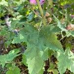 Malva thuringiaca leaf picture by Marie Fleck (cc-by-sa)