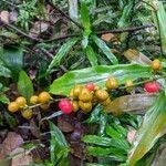 Dracaena fragrans fruit picture by Planter King (cc-by-sa)