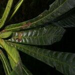 Grias cauliflora habit picture by Nelson Zamora Villalobos (cc-by-nc)