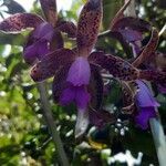 Cattleya tigrina flower picture by Nishioka Paulo (cc-by-sa)