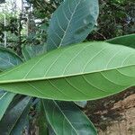 Ficus cahuitensis leaf picture by SINAC Pérez Greivin (cc-by-sa)