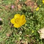 Ranunculus paludosus flower picture by omer bennun (cc-by-sa)