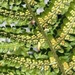 Dryopteris villarii flower picture by hieracium eriophorum (cc-by-sa)