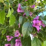 Bougainvillea glabra flower picture by hadil Aouidet (cc-by-sa)