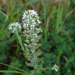 Lepidium heterophyllum flower picture by Henri Sussin (cc-by-sa)