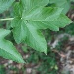 Obetia ficifolia leaf picture by H. Goëau (cc-by-sa)