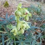 Helleborus foetidus flower picture by Patrick FOURNIER (cc-by-sa)