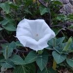 Datura innoxia flower picture by Dirk Schaele (cc-by-sa)