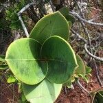 Garcinia amplexicaulis leaf picture by Zoé Thivet (cc-by-sa)