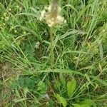 Plantago lanceolata flower picture by macchia1 (cc-by-sa)